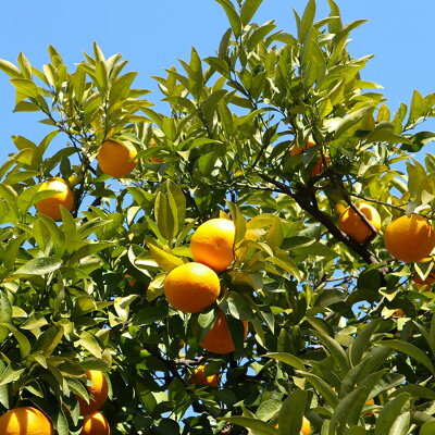 U6307_【2026年先行予約】伊予柑 秀品 約10kg 和歌山県有田産