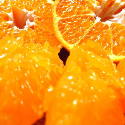 U6308_【2026年先行予約】はるみ 秀品 約4～5kg 和歌山県有田産