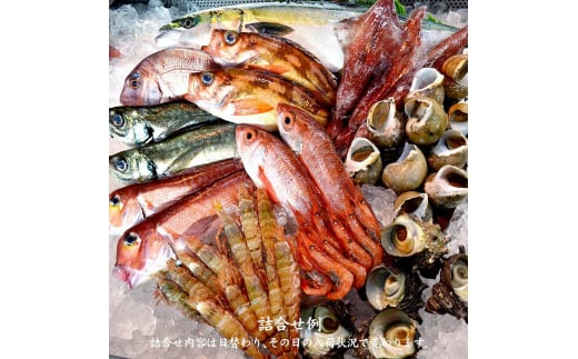旬の鮮魚詰合せ 8～9種 下処理済み 旬 獲れたて 鮮魚 刺身用 詰合せ セット 海産物 海の幸 魚 魚介 おかず おつまみ 肴 国産 食品 復興 震災 コロナ 能登半島地震復興支援 北陸新幹線 F6P-0039