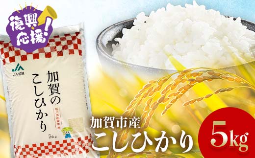 【令和7年産】【先行予約10月から順次発送】こしひかり精米 5kg コシヒカリ 銘柄米 お米 米 ギフト 贈り物 グルメ 食品 復興 震災 コロナ 能登半島地震復興支援 北陸新幹線 F6P-2840