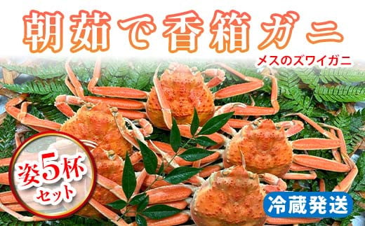 【先行予約】【冷蔵発送】朝茹で香箱ガニ メスのズワイガニ 姿5杯セット 2025年11月上旬以降発送 朝茹で カニ かに 蟹 姿 香箱蟹 香箱がに こうばこがに 茹で ボイル ギフト グルメ 海の幸 海産物 食品 F6P-2177
