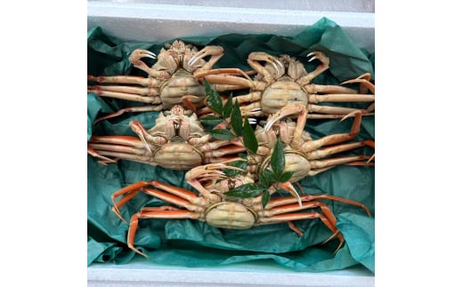 【先行予約】【冷蔵発送】朝茹で香箱ガニ メスのズワイガニ 姿5杯セット 2025年11月上旬以降発送 朝茹で カニ かに 蟹 姿 香箱蟹 香箱がに こうばこがに 茹で ボイル ギフト グルメ 海の幸 海産物 食品 F6P-2177