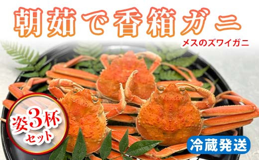 【先行予約】【冷蔵発送】朝茹で香箱ガニ メスのズワイガニ 姿3杯セット 2025年11月上旬以降発送 朝茹で カニ かに 蟹 姿 香箱蟹 香箱がに こうばこがに 茹で ボイル ギフト グルメ 海の幸 海産物 食品 F6P-2176