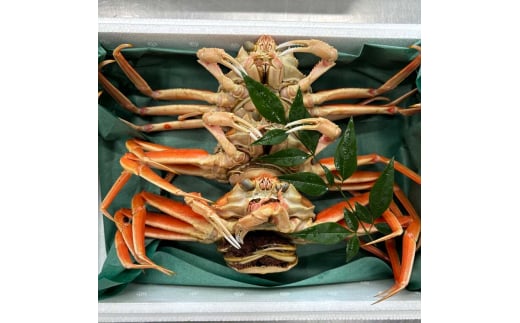 【先行予約】【冷蔵発送】朝茹で香箱ガニ メスのズワイガニ 姿3杯セット 2025年11月上旬以降発送 朝茹で カニ かに 蟹 姿 香箱蟹 香箱がに こうばこがに 茹で ボイル ギフト グルメ 海の幸 海産物 食品 F6P-2176