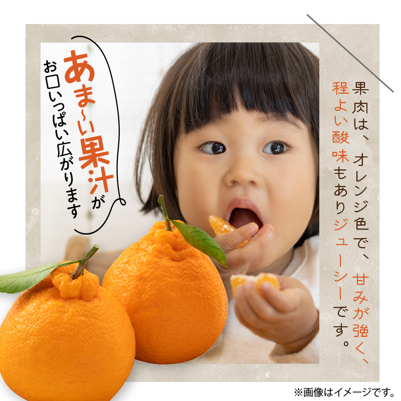 U6306_【2026年先行予約】不知火 しらぬい(デコポンと同品種) 秀品 15～30玉 和歌山県有田産