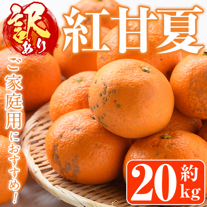 ＜先行予約受付中！2025年12月下旬以降