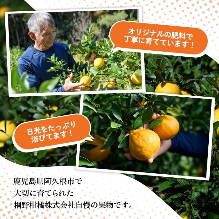 鹿児島県阿久根市のふるさと納税 ＜先行予約受付中！2025年12月下旬以降順次発送予定＞訳あり紅甘夏(約20kg) 国産 果物 フルーツ 柑橘 期間限定 紅甘夏【桐野柑橘株式会社】akn070-09
