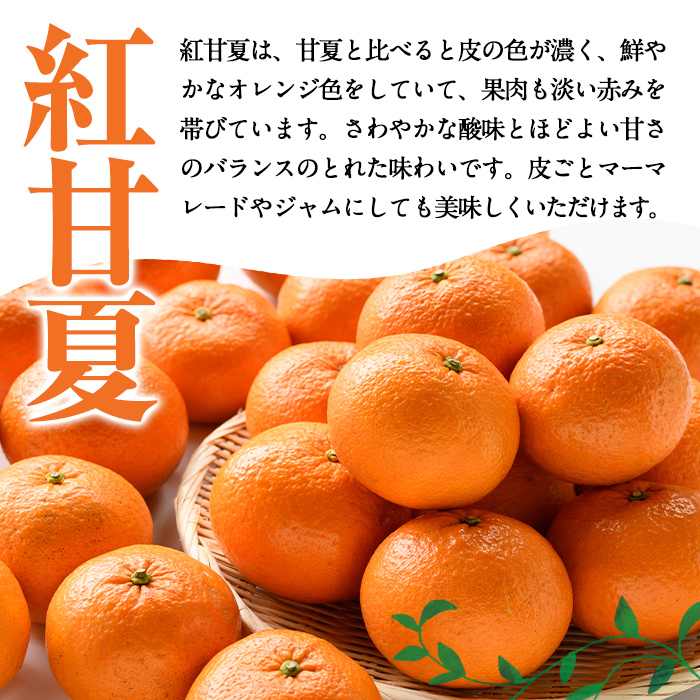 鹿児島県阿久根市のふるさと納税 ＜先行予約受付中！2025年12月下旬以降順次発送予定＞訳あり紅甘夏(約20kg) 国産 果物 フルーツ 柑橘 期間限定 紅甘夏【桐野柑橘株式会社】akn070-09