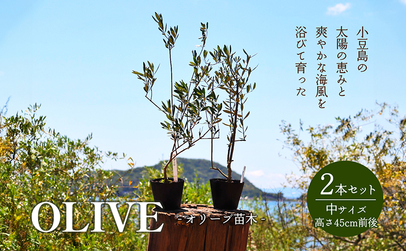 オリーブの木　ミッション　小豆島産 楽天市場】【11/20☆限定☆10％OFFクーポン☆ポイント2倍☆】 【送料