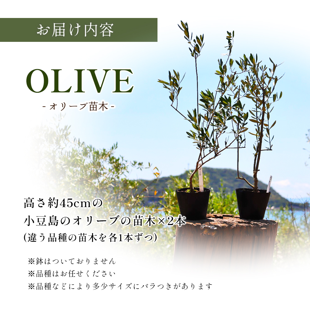 小豆島 】小豆島のオリーブ苗木 2本セット（中） 植物 観葉植物
