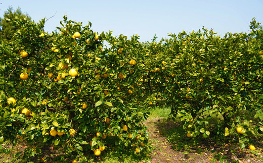 訳あり 河内晩柑 3.5kg 5000円 （発送期間: 4月中旬～8月下旬） みかん かわちばんかん 愛南ゴールド 美生柑 文旦 グレープフルーツ 和製 家庭用  産地直送 国産 農家直送 お試し 少量 試供品 糖度 果樹園 期間限定 数量限定 特産品 ゼリー ジュース 人気 限定 さわやか 甘い おいしい フルーツ 果物 柑橘 蜜柑 規格外 愛媛県 愛南町 マルハラファーム