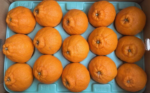 和歌山県産不知火約5kg（12玉～20玉おまかせ）※2026年2月下旬～4月中旬頃に順次発送予定