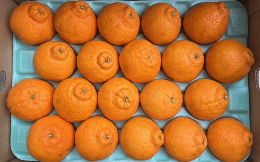 和歌山県産不知火約5kg（18玉～24玉おまかせ）※2026年2月下旬～4月中旬頃に順次発送予定