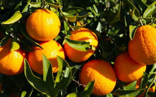 【濃厚】有田産不知火約4kg(M～3Lサイズ混合) 
※2026年2月中旬～3月下旬頃に順次発送予定