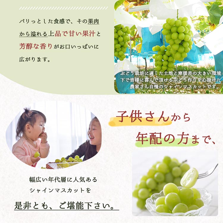 紀州和歌山産シャインマスカット 約2kg ※離島への配送不可 ※2026年8月中旬頃〜2026年9月上旬頃に順次発送予定