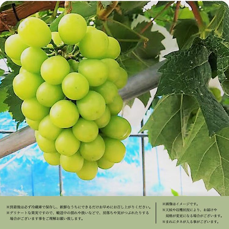 紀州和歌山産シャインマスカット 約2kg ※離島への配送不可 ※2026年8月中旬頃〜2026年9月上旬頃に順次発送予定