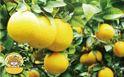 訳あり 河内晩柑 8kg 7000円 みかん かわちばんかん 愛南ゴールド あいなん ゴールド 美生柑 文旦 グレープフルーツ 和製 家庭用 産地直送 国産 農家直送 期間限定 数量限定 ビタミン 特産品 ゼリー ジュース 人気 限定 さわやか 甘い フルーツ 果物 柑橘 蜜柑 規格外 愛媛県 愛南町 塚岡農園