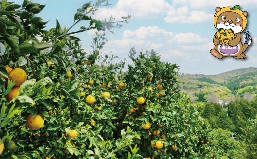 訳あり 河内晩柑 8kg 7000円 みかん かわちばんかん 愛南ゴールド あいなん ゴールド 美生柑 文旦 グレープフルーツ 和製 家庭用 産地直送 国産 農家直送 期間限定 数量限定 ビタミン 特産品 ゼリー ジュース 人気 限定 さわやか 甘い フルーツ 果物 柑橘 蜜柑 規格外 愛媛県 愛南町 塚岡農園