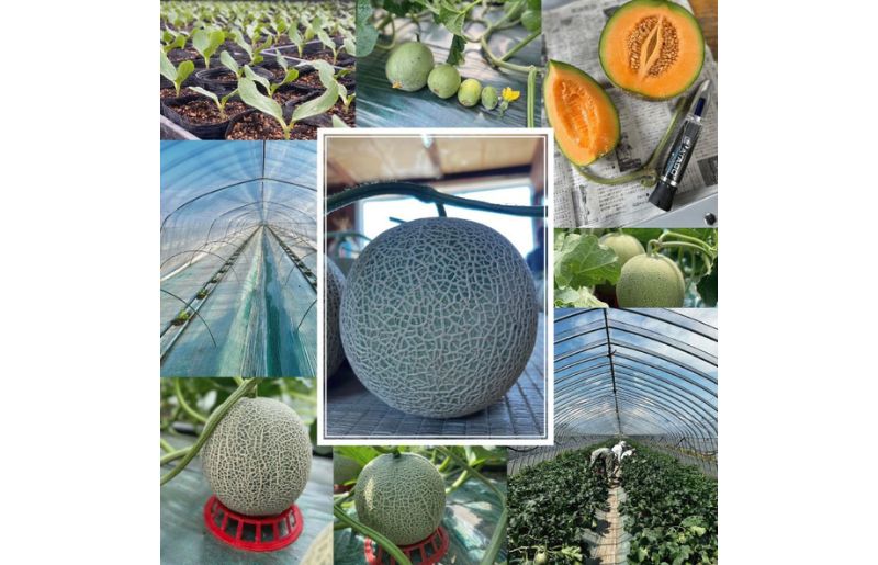 2026年夏発送 【数量・期間限定】 ふらのメロン キングルビー 秀大2玉［1玉2kg以上］計4kg以上 富良野メロン 赤肉 めろん 北海道 甘い 大きい