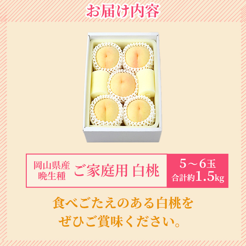 桃 2026年 先行予約 ご家庭用 白桃（晩生種）5～6玉 合計約1.5kg もも モモ 岡山県産 国産 フルーツ 果物 ギフト