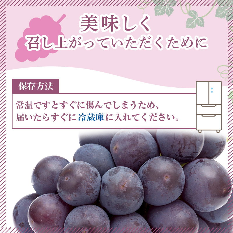 ぶどう 2026年 先行予約 ご家庭用 オーロラブラック 2～3房 合計約1.2kg ブドウ 葡萄  岡山県産 国産 フルーツ 果物 ギフト