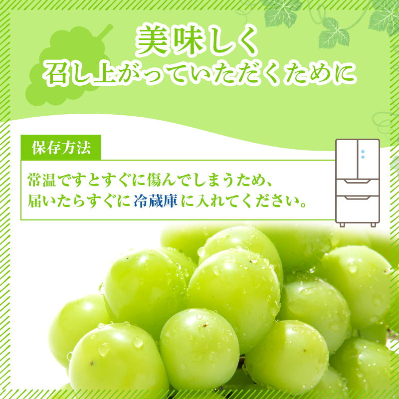 ぶどう 2026年 先行予約 ご家庭用 シャイン マスカット 2～3房 合計約1.2kg ブドウ 葡萄  岡山県産 国産 フルーツ 果物 ギフト