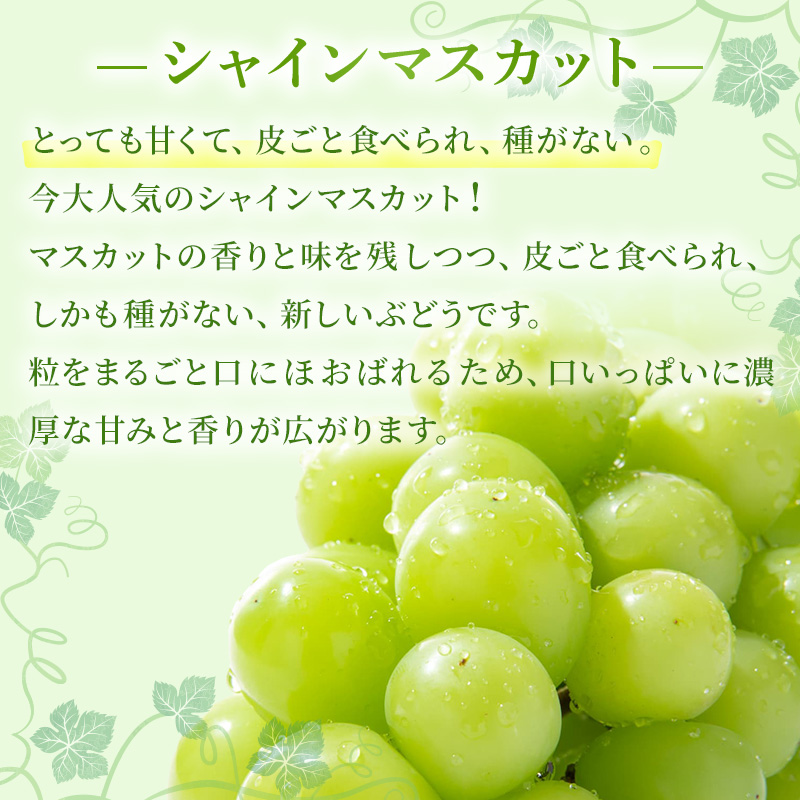 ぶどう 2026年 先行予約 ご家庭用 シャイン マスカット 2～3房 合計約1.2kg ブドウ 葡萄  岡山県産 国産 フルーツ 果物 ギフト