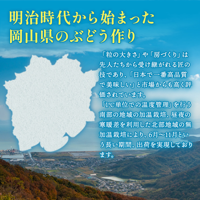 ぶどう 2026年 先行予約 シャイン マスカット 晴王 3房～6房 約2kg ブドウ 葡萄  岡山県産 国産 フルーツ 果物 ギフト シャインマスカット 美しい 大粒 種なし 弾力 高糖度 甘い 