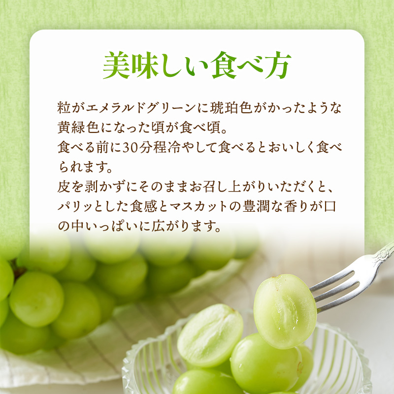 ぶどう 2026年 先行予約 マスカット ・オブ・アレキサンドリア 約600g×1房 ブドウ 葡萄  岡山県産 国産 フルーツ 果物 ギフト 岡山のブドウ デザート 食べ物 日本産 