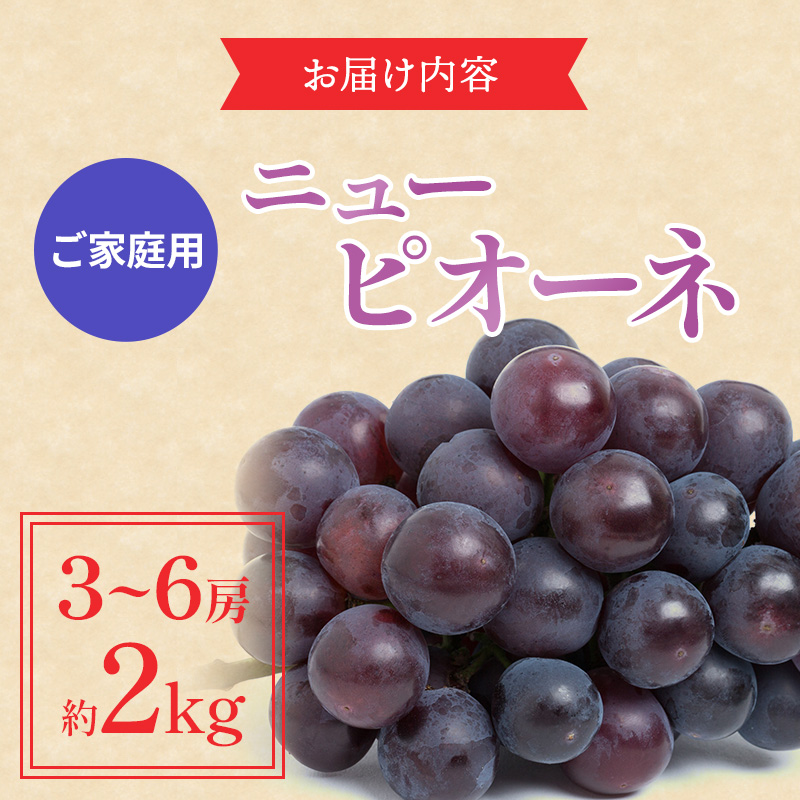 ぶどう 2026年 先行予約 ご家庭用 ニュー ピオーネ 3～6房 約2kg ブドウ 葡萄  岡山県産 国産 フルーツ 果物 巨峰 美しい 外観 大粒 高糖度 種なし 皮ごと 芳醇 酸味 美味しい 絶妙 バランス 大人気 