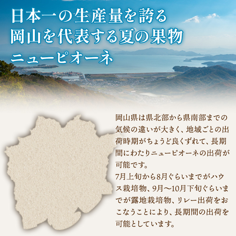 ぶどう 2026年 先行予約 ご家庭用 ニュー ピオーネ 3～6房 約2kg ブドウ 葡萄  岡山県産 国産 フルーツ 果物 巨峰 美しい 外観 大粒 高糖度 種なし 皮ごと 芳醇 酸味 美味しい 絶妙 バランス 大人気 