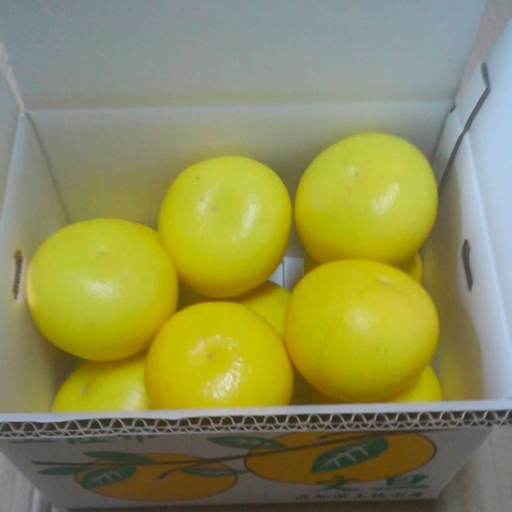 ＜2026年1月下旬より順次発送＞嬉龍の土佐文旦　贈答用　2～3Ｌサイズ　約10kg　減農薬 みかん 柑橘 フルーツ 1月～3月発送 文旦 ぶんたん ブンタン 果物 お取り寄せ おいしい 美味しい ギフト 贈り物 故郷納税 返礼品 高知県 高知