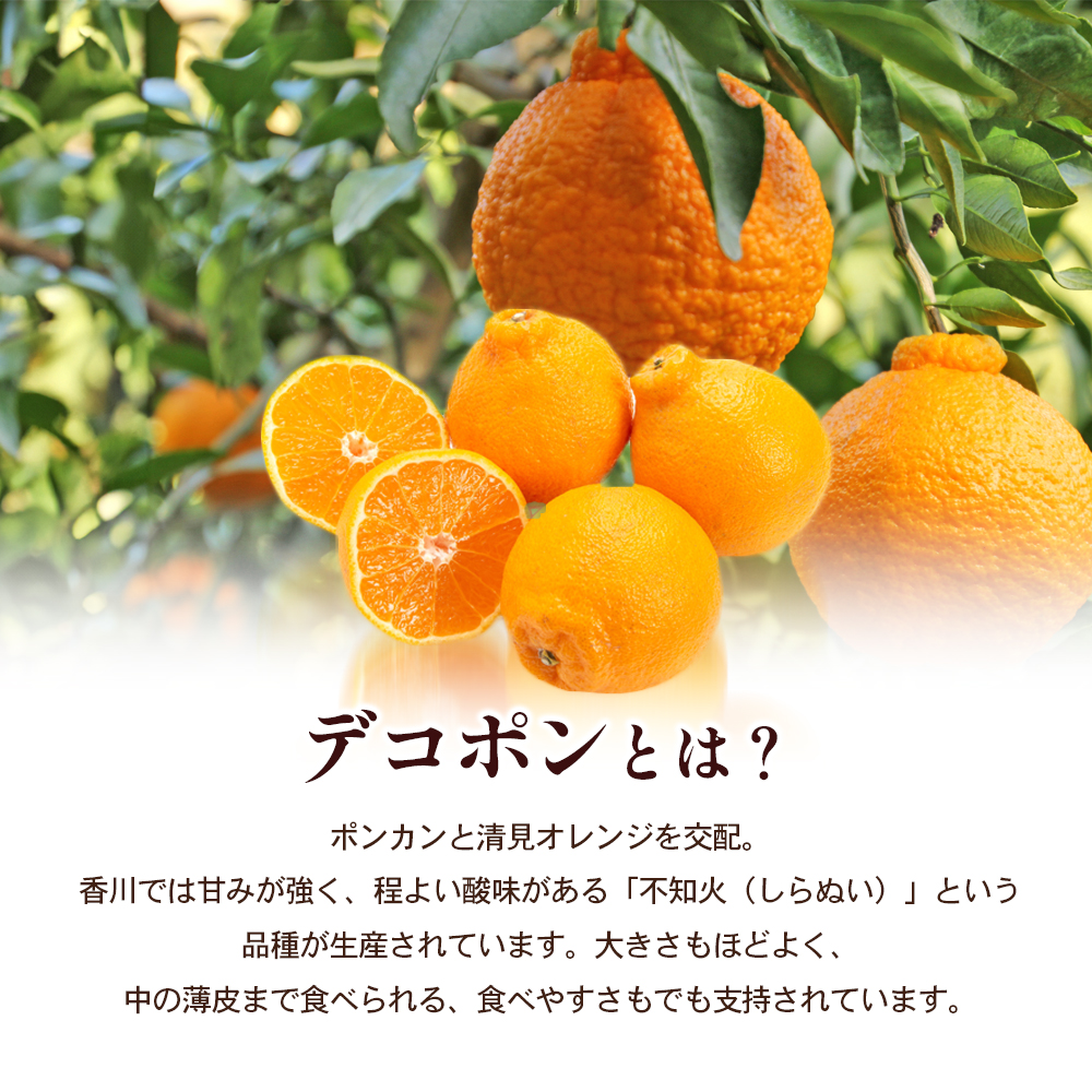 【 小豆島 】 ハウスデコポン 約2.8kg 化粧箱 柑橘 デコポン 不知火 果物 フルーツ ハウス くだもの 国産 香川 香川県 土庄 土庄町 