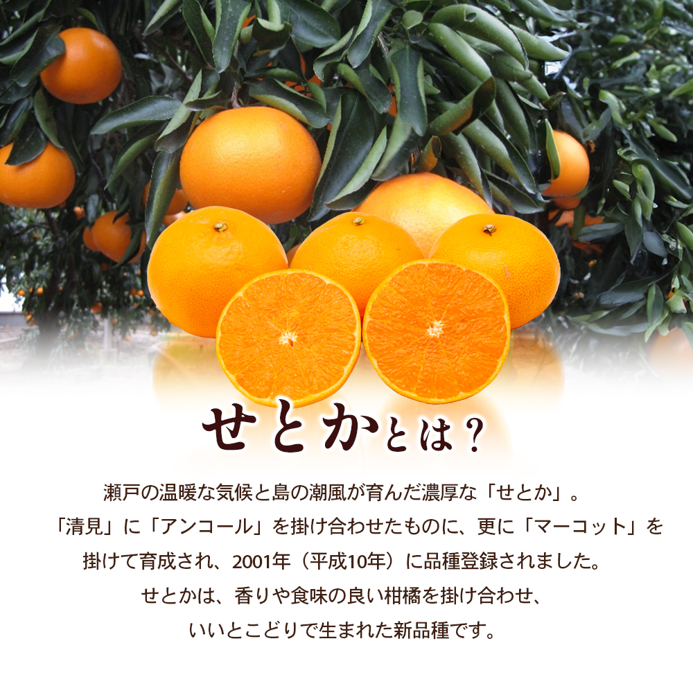 【 小豆島 】小豆島せとか 約2.8kg 柑橘 せとか 瀬戸香 果物 フルーツ 国産 くだもの ジューシー フレッシュ 国産 香川 香川県 土庄 土庄町