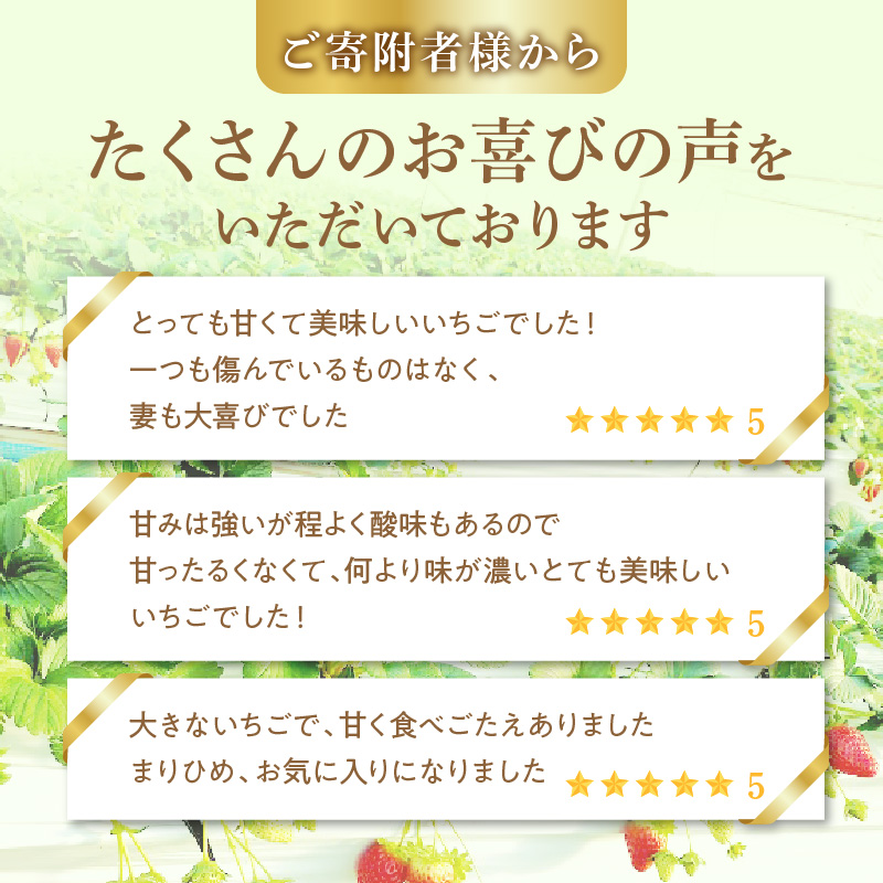 AB7334_【2026年先行予約】朝摘み 完熟 まりひめ いちご 約300g×2パック (合計約600g)