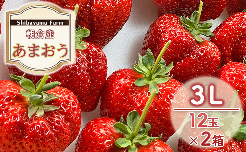 【福岡県朝倉市】いちご 朝倉市産 あまおう 3L 12玉×2箱 イチゴ 苺 果物 デザート <Shibayama Farm> ※配送不可:離島