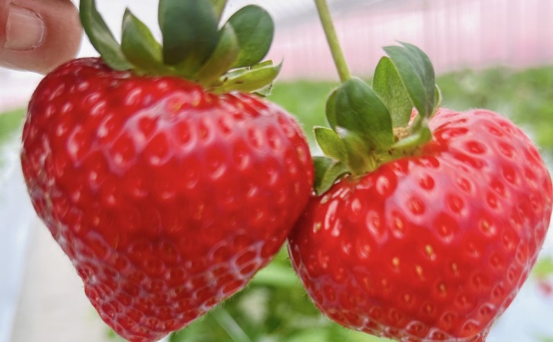 いちご 朝倉市産 あまおう 3L 12玉 イチゴ 苺 果物 デザート ＜Shibayama Farm＞ ※配送不可：離島 