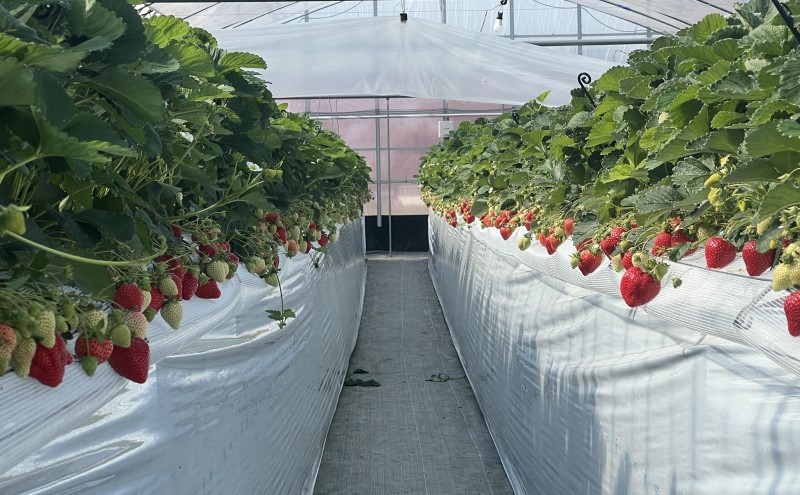 いちご 朝倉市産 あまおう 3L 12玉 イチゴ 苺 果物 デザート ＜Shibayama Farm＞ ※配送不可：離島 