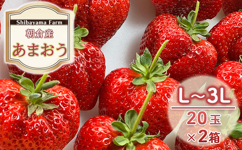 yqsz qsY ܂ L`3L 20×2 C`S  ʕ fU[g Shibayama Farm zsF