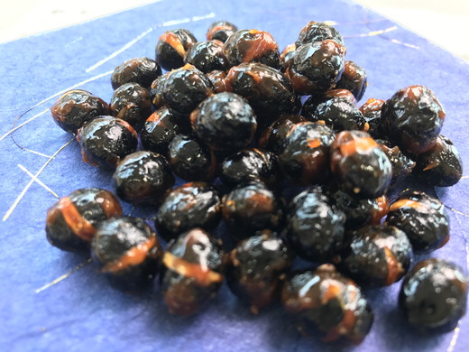 【令和7年12月25日頃より発送】令和7年産　黒豆【5kg】【AB58W】