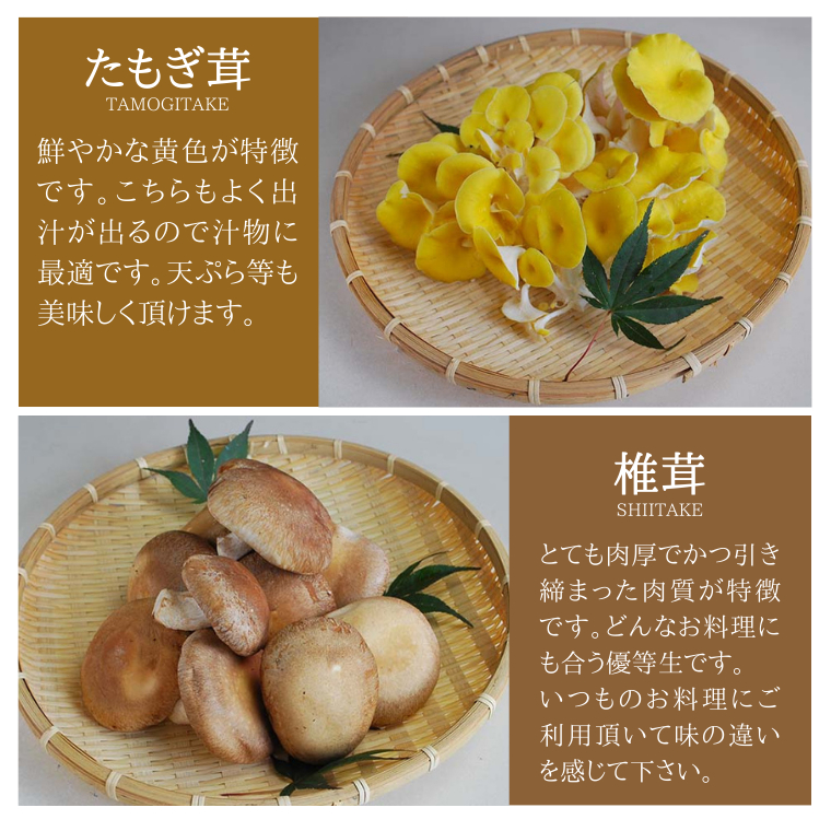 きのこ の 詰め合わせ Sサイズ 約1000g 【茨城県共通返礼品 城里町