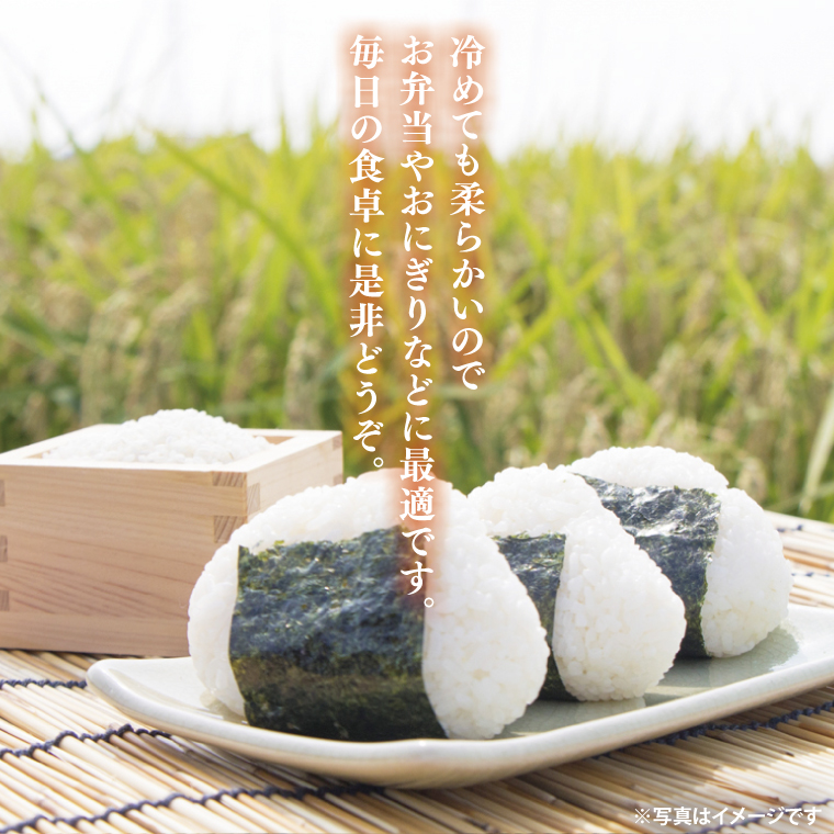 【新米】令和7年産 立神米こしひかり（白米）10kg | 茨城県 大子町 コシヒカリ 米 コンテスト 受賞  生産者 大子産米 産地直送 もちもち グランプリ（BT068）