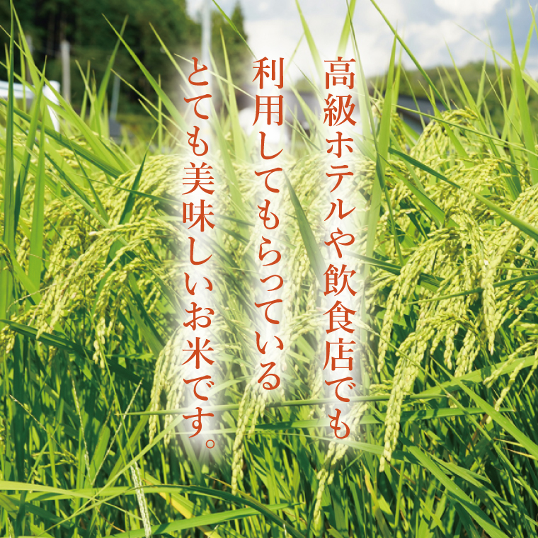 令和7年産 立神米「姫ごのみ」（白米）10kg｜茨城県 大子町 コシヒカリ 米 コンテスト 受賞 生産者 大子産米 産地直送（BT046-1）