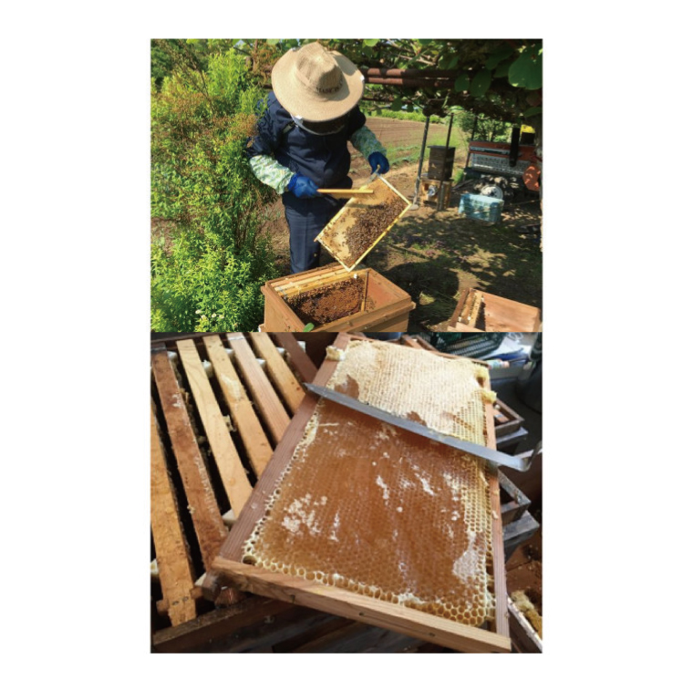 【2025年10月～2026年4月発送】天然はちみつ【大子のりんご蜜 120g×3本セット】|茨城県 大子町 奥久慈 ハチミツ 蜂蜜 プレゼント 包装(BG003)