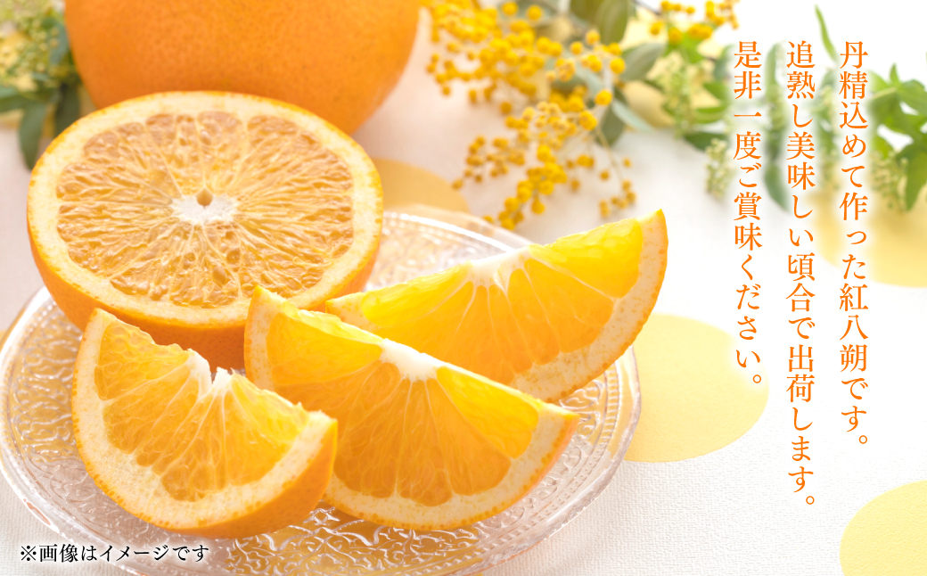 熊本県八代市のふるさと納税 【先行予約】 ＜訳あり＞ 紅八朔 ご家庭用 約10kg 柑橘 かんきつ 果物 くだもの フルーツ べにはっさく 熊本県 八代市 【2026年2月上旬より順次発送】