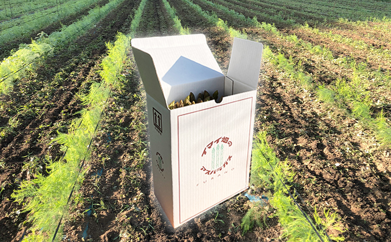 【2026年5月～発送】半農半画家 イマイ畑 自慢の≪アスパラガス 2kg M-2Lサイズ混合≫ 露地栽培 北海道 富良野市 (イマイカツミ) 野菜 アスパラ 健康 太い 安心 道産 産地直送 