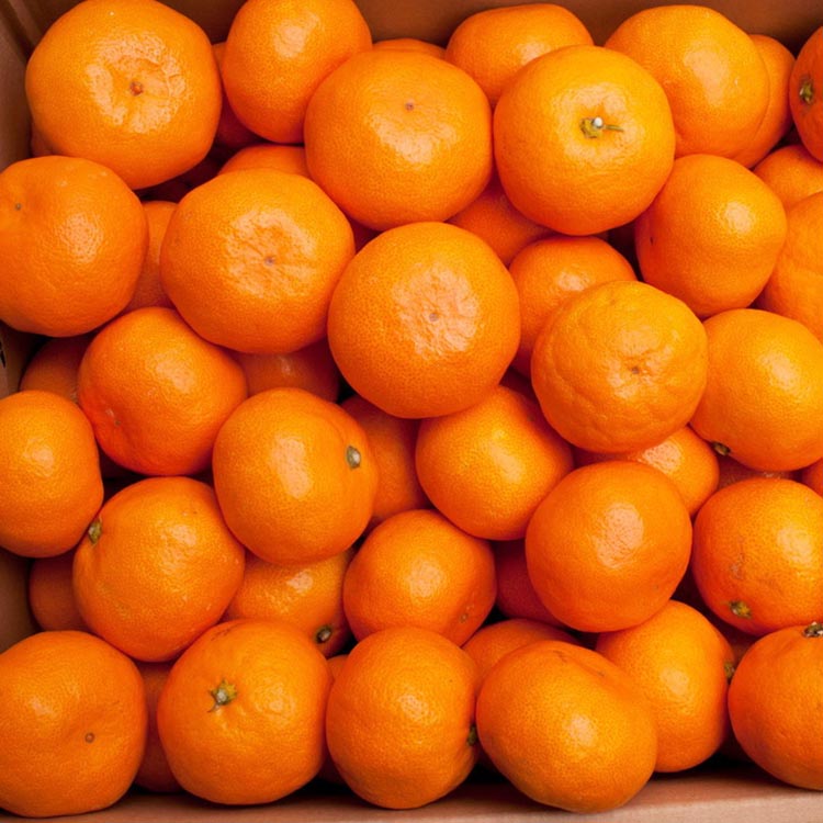 〈11月より発送〉完熟 プレミアム有田みかん 7.5kg+250g（傷み補償分） ｜ 柑橘 果物 フルーツ 糖度 甘い 濃厚 コク ジューシー 光センサー ※北海道・沖縄・離島への配送不可 ※2025年11月上旬～2026年1月下旬頃に順次発送予定