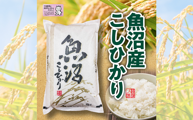 【新潟県十日町市】米 2025年産 十日町産こしひかり 精米5kg コシヒカリ コメ 十日町市