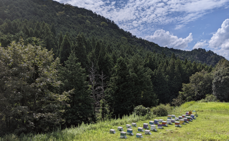 合計3600g 天然蜂蜜 国産蜂蜜 非加熱 生はちみつ 岐阜県 美濃市産 春 (蜂蜜300g入りピタッとボトル12本セット) A18 深田養蜂のハチミツ
