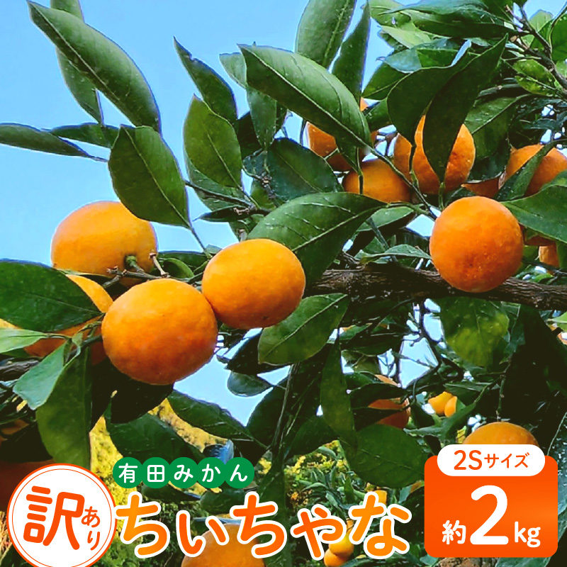 AB7347_Y_11_【直営限定】【2026年先行予約】11月発送 農園直送!完熟
